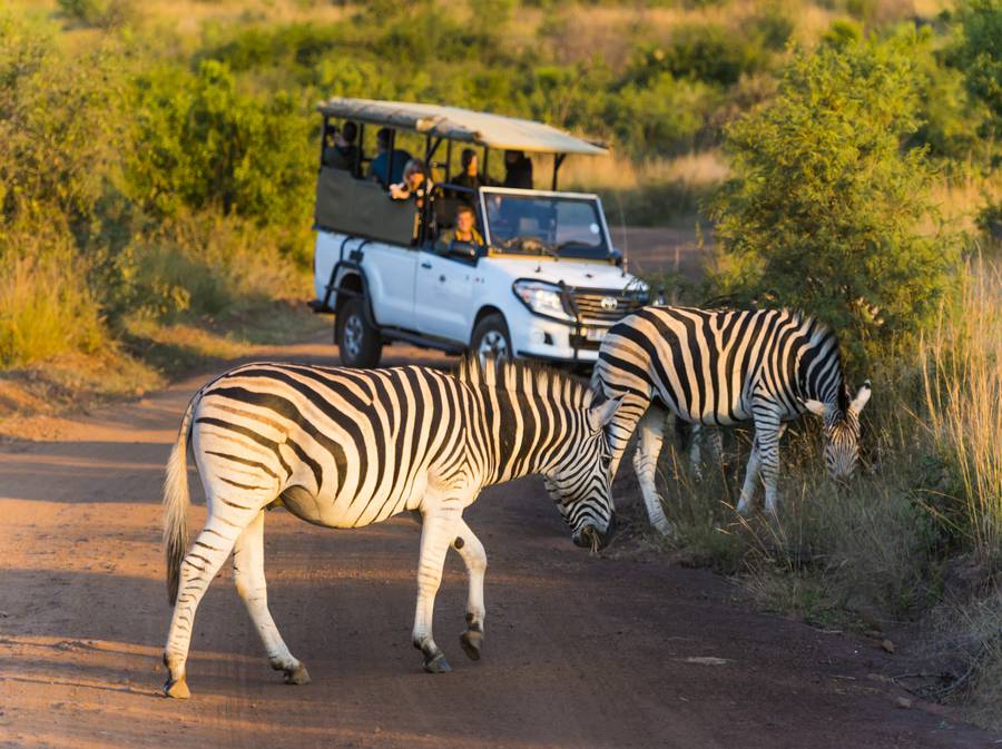 1-پارک جنگلی پیلانزبرگ - حیات وحش آفریقای جنوبی